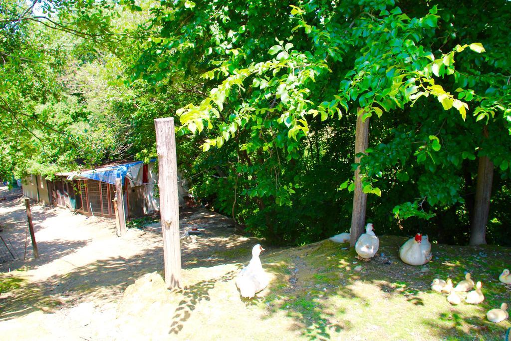 Agriturismo Biologico Villa Rosa Monte Guiduccio Zewnętrze zdjęcie