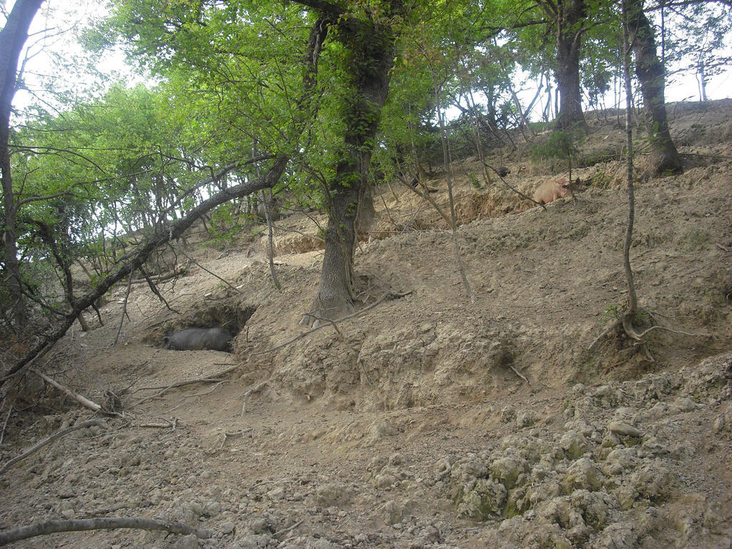 Agriturismo Biologico Villa Rosa Monte Guiduccio Zewnętrze zdjęcie