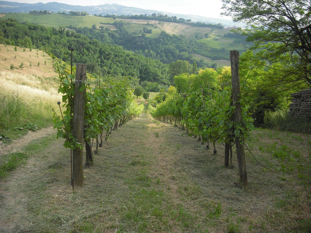 Agriturismo Biologico Villa Rosa Monte Guiduccio Zewnętrze zdjęcie